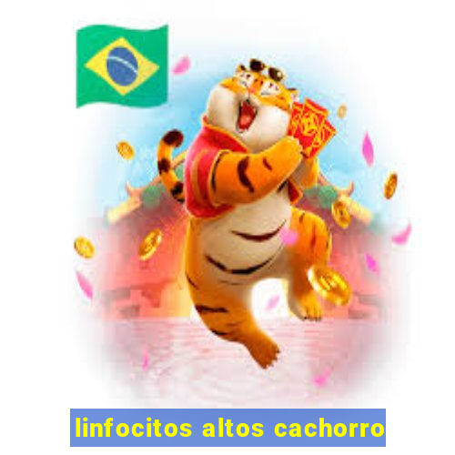 linfocitos altos cachorro